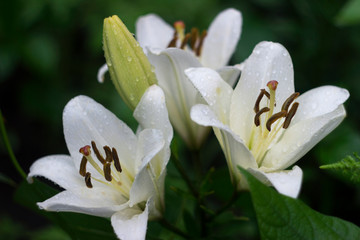 White lilies with drop blooming in the garden, beautiful flowers after the rain, background