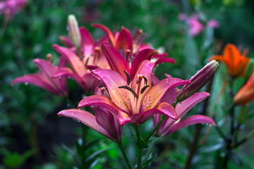 Obraz premium Pink lilies with drop blooming in the garden, beautiful flowers after the rain, background