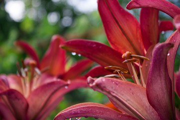 Pink lilies with drop blooming in the garden, beautiful flowers after the rain, background