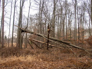 broken tree in park in winter