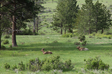 Rocky Mountain National Park