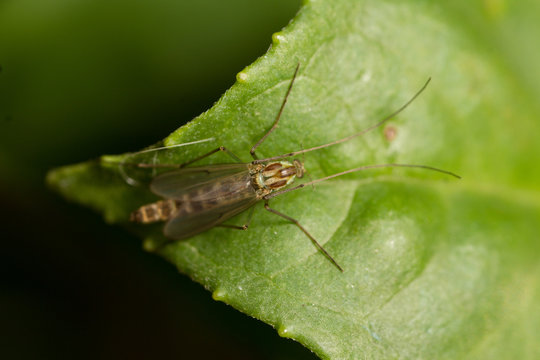 Chironomus sp. non-biting midge - female