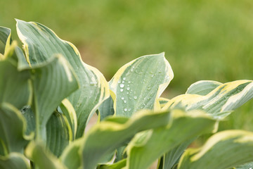 Hosta plant with water drops, green background