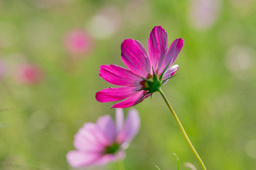 Fototapeta premium 2018年のコスモス