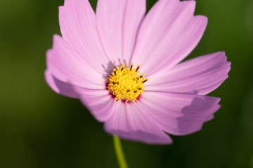 Obraz premium 2018年のコスモス