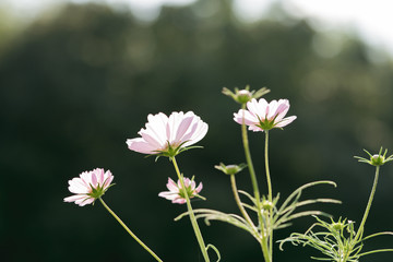 2018年のコスモス