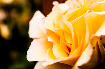 yellow rose