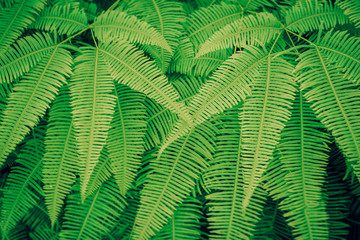 green fern leaves texture relax  nature photo background