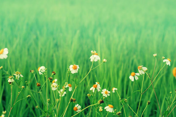 white flower blooming with green field nature  relax wallpaper background