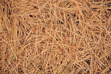 background of yellow and orange pine needles