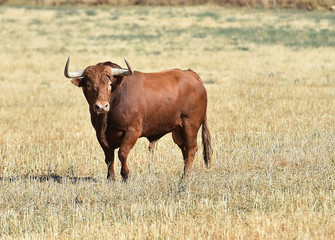 bull in spain