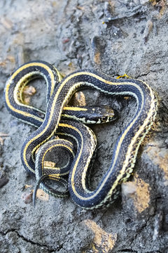 A baby garter snake coiling in a defensive position