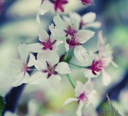 Obraz premium Japanese cherry blossom at early spring 
