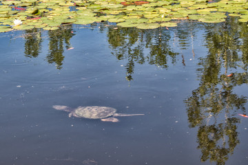 Pond with Snapping Turtle