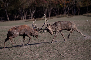 Combat de cerfs