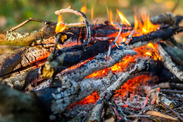 Campfire in the forest closeup

