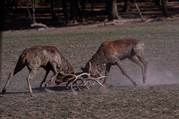 Combat de cerfs