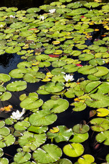 Water Lilies in a Pond