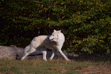 Fototapeta premium Loup blanc arctique
