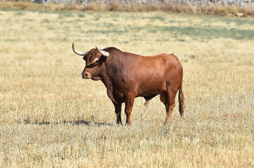 bull in spain