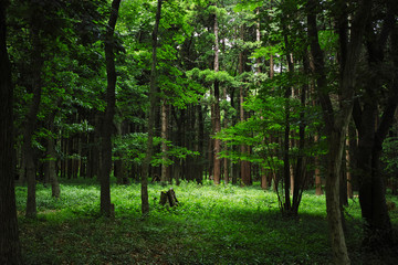 上からの日差しがある緑の森の風景
