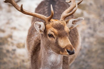 Beautiful male deer in winter