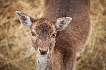 Doe close range portrait