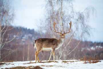 Naklejka na ściany i meble Beautiful male deer in winter