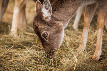 Doe close range portrait