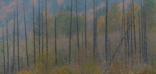 Autumn Colors Washington State