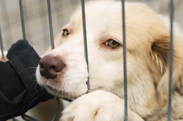 Shelter dogs begging to be adopted
