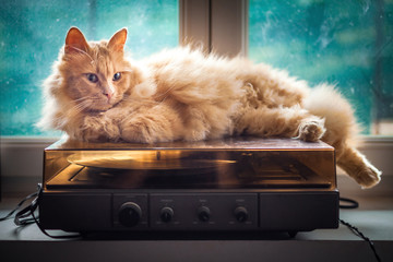 Cat relaxing on old pickup