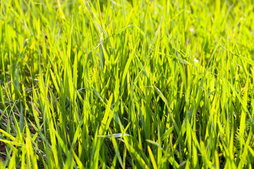 grass field