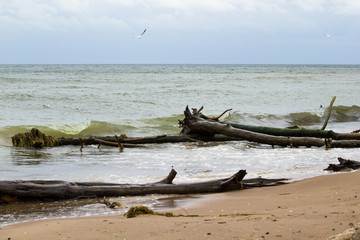 Baltic sea with driftwood on the beach