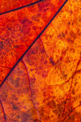 The texture of the autumn leaf, close-up, leaving a blur