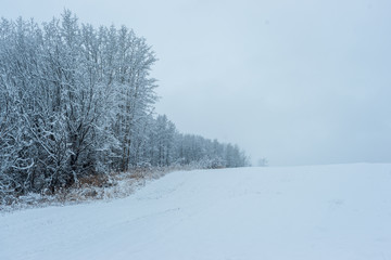 Aspen Edge - First Snow