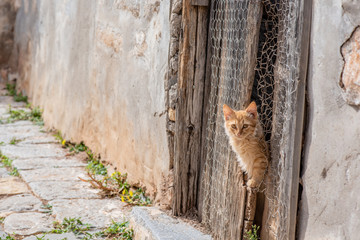 A stunningly beautiful wild, stray kitten peeking through the wooden door of an abandoned building, on the enchanting Greek Island of Hydra.