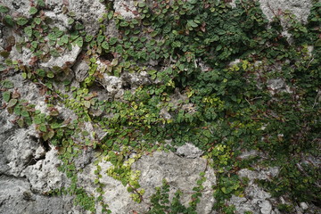 Small Tree Growing on the Stone