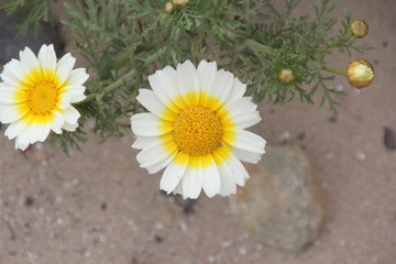 Fototapeta na wymiar White Yellow Flower