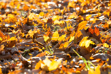 Yellow foliage, autumn