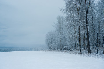 Snow in Field and Forest