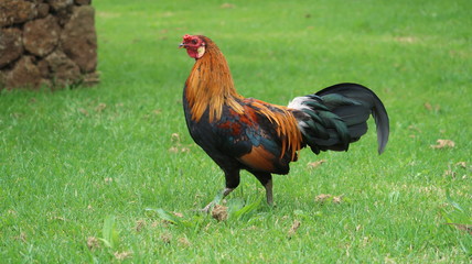 cock on the grass