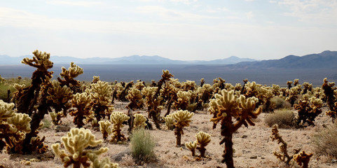 Cholla Valley