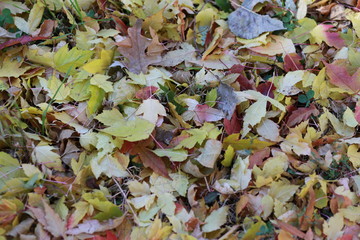 Closeup of fall or autumn leaves in the north country