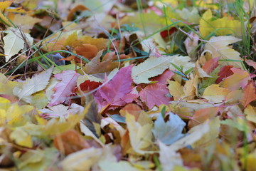 Closeup of fall or autumn leaves in the north country