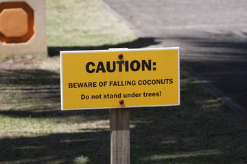 falling coconuts