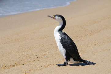 Australian Pied Cormorant - Shag