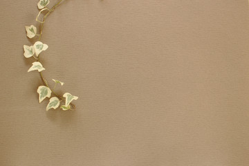 Fototapeta na wymiar Wallpaper with ivy as background brown