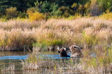 Two juvenile brown bears in the Brooks River play fighting, Katmai National Park, Alaska, USA

