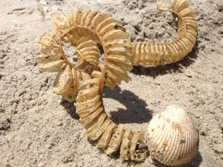 shell on sand